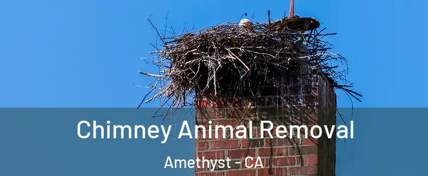 Chimney Animal Removal Amethyst - CA