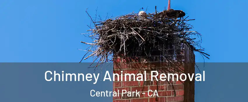 Chimney Animal Removal Central Park - CA