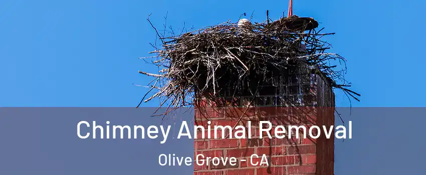 Chimney Animal Removal Olive Grove - CA