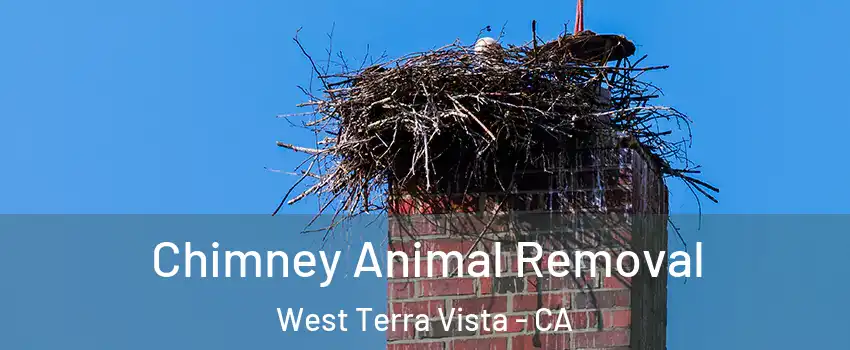 Chimney Animal Removal West Terra Vista - CA